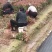 红叶石楠苗一手货源现挖现发欢迎选购