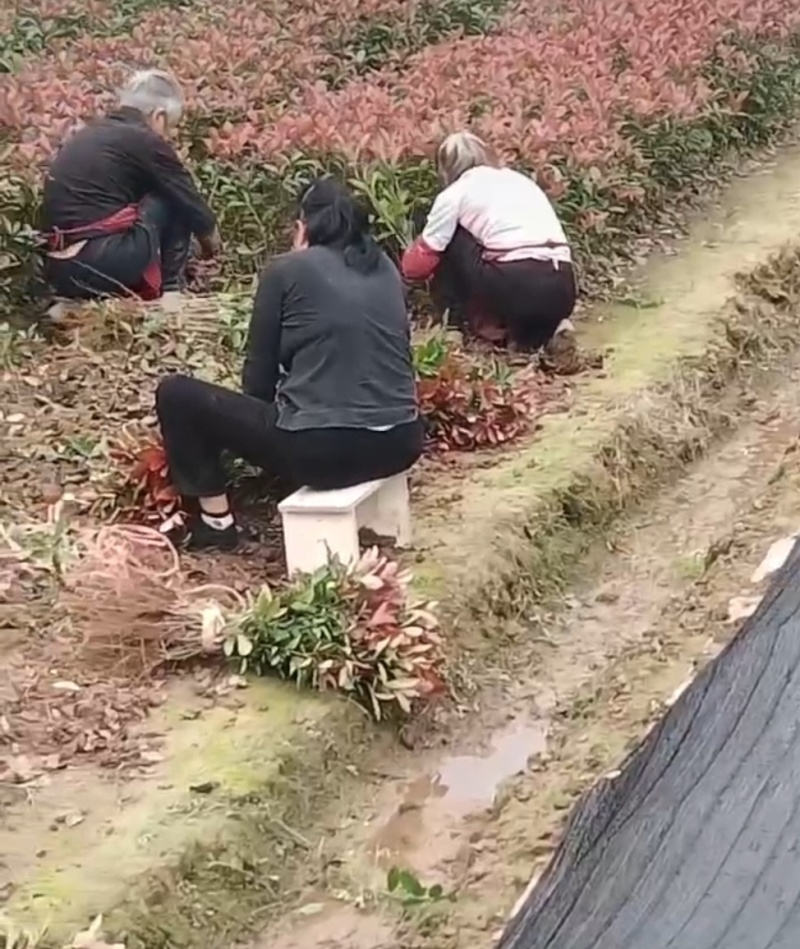 红叶石楠苗一手货源现挖现发欢迎选购