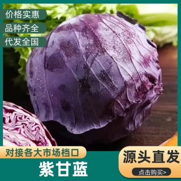 【寿光紫甘蓝】产地直发质量保证价格实惠代发全国