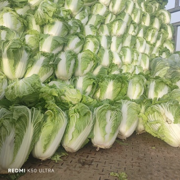 京东868包头白菜，狮子头，鸡腿白菜
