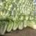 京东868包头白菜，狮子头，鸡腿白菜