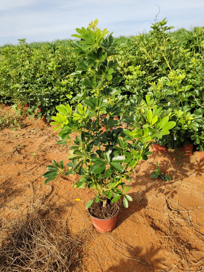 鸭脚木老桩可挂吉祥物做造型多样花场发货