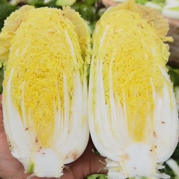 云南高山娃娃菜