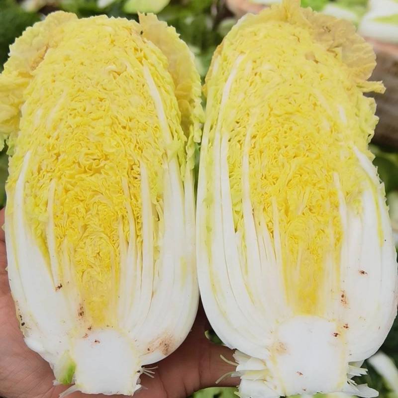 云南高山娃娃菜