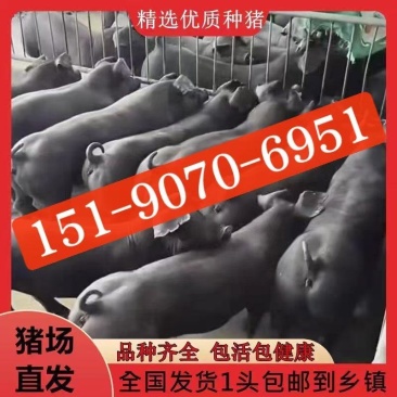 黑金刚纯种母猪黑猪正宗原种国寿黑一代公猪新美系杜洛克一代