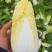 云南高山娃娃菜