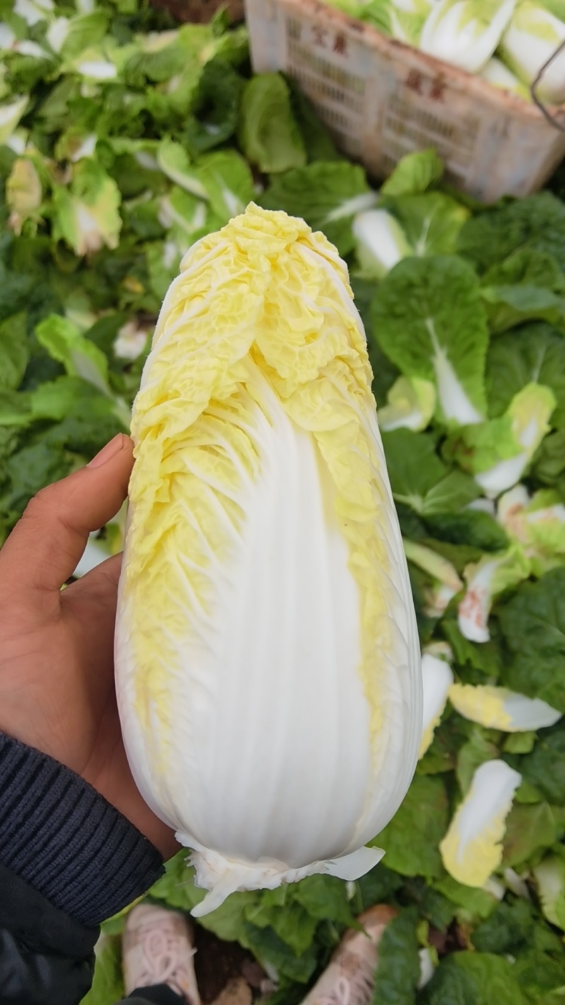 云南高山娃娃菜