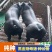 黑金刚纯种母猪黑猪正宗原种国寿黑一代公猪新美系杜洛克一代