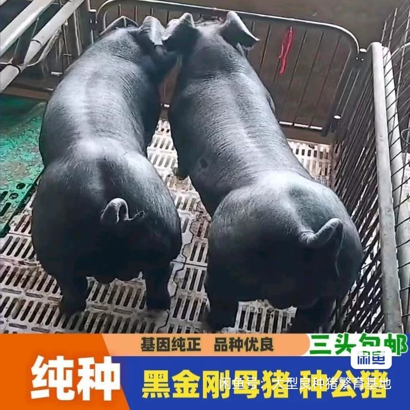 黑金刚纯种母猪黑猪正宗原种国寿黑一代公猪新美系杜洛克一代