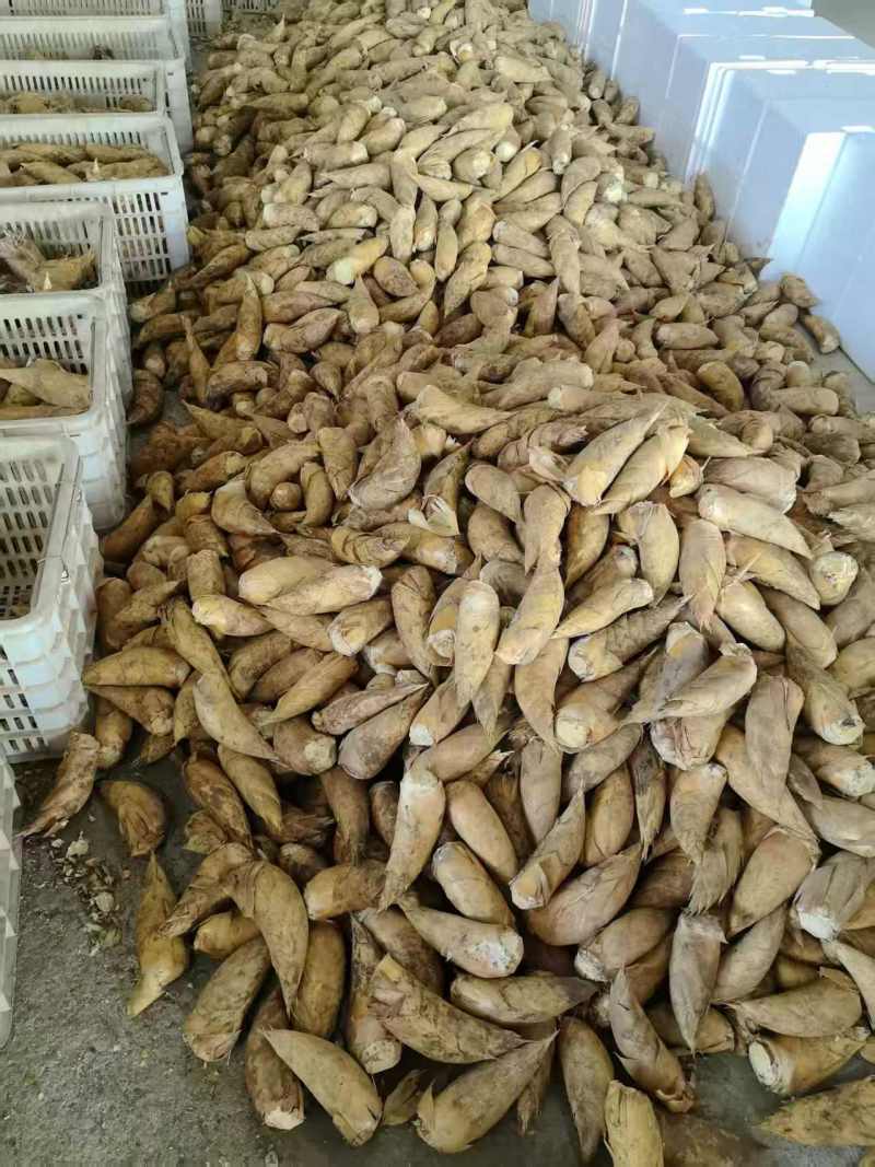 冬笋黄泥冬笋产地供优先供酒店餐饮食堂等