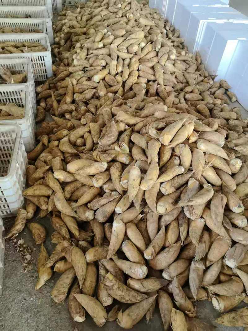冬笋黄泥冬笋产地供优先供酒店餐饮食堂等