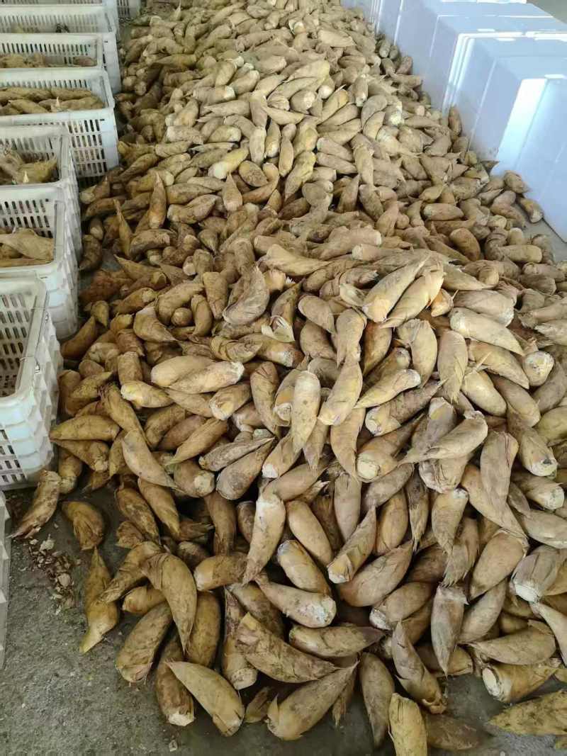 冬笋黄泥冬笋产地供优先供酒店餐饮食堂等