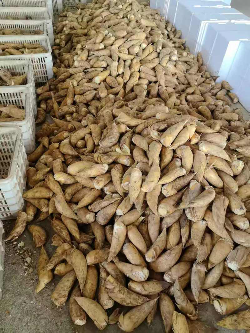 冬笋黄泥冬笋产地供优先供酒店餐饮食堂等