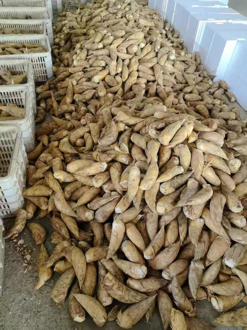 冬笋黄泥冬笋产地供优先供酒店餐饮食堂等