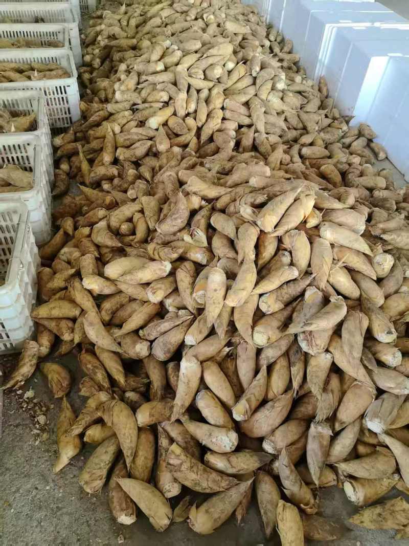 冬笋黄泥冬笋产地供优先供酒店餐饮食堂等