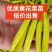 优质黄花菜苗