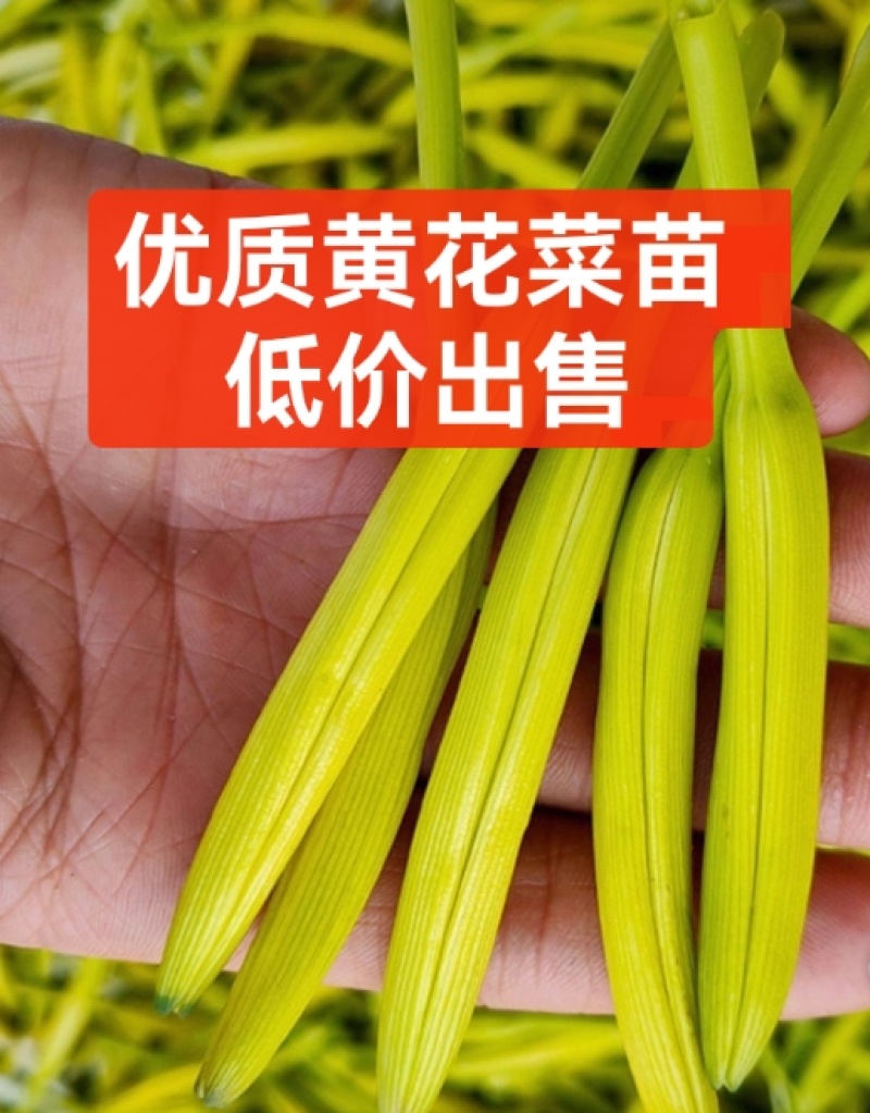 优质黄花菜苗