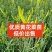 优质黄花菜苗