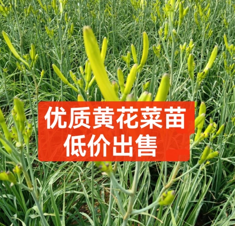 优质黄花菜苗