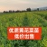 优质黄花菜苗