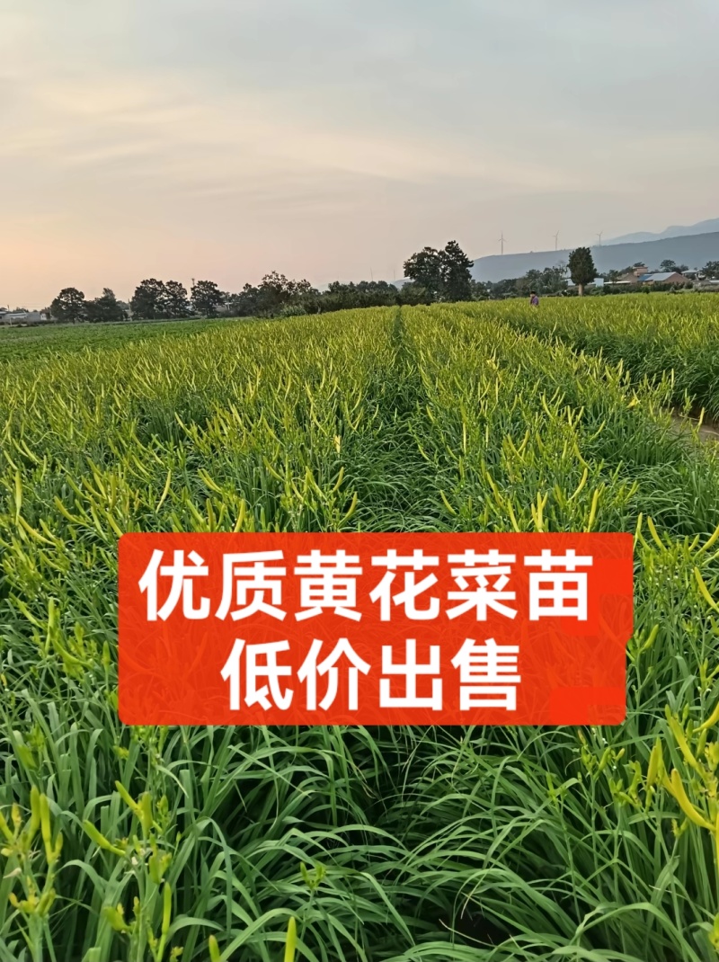 优质黄花菜苗