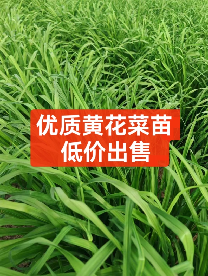 优质黄花菜苗