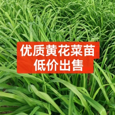 优质黄花菜苗