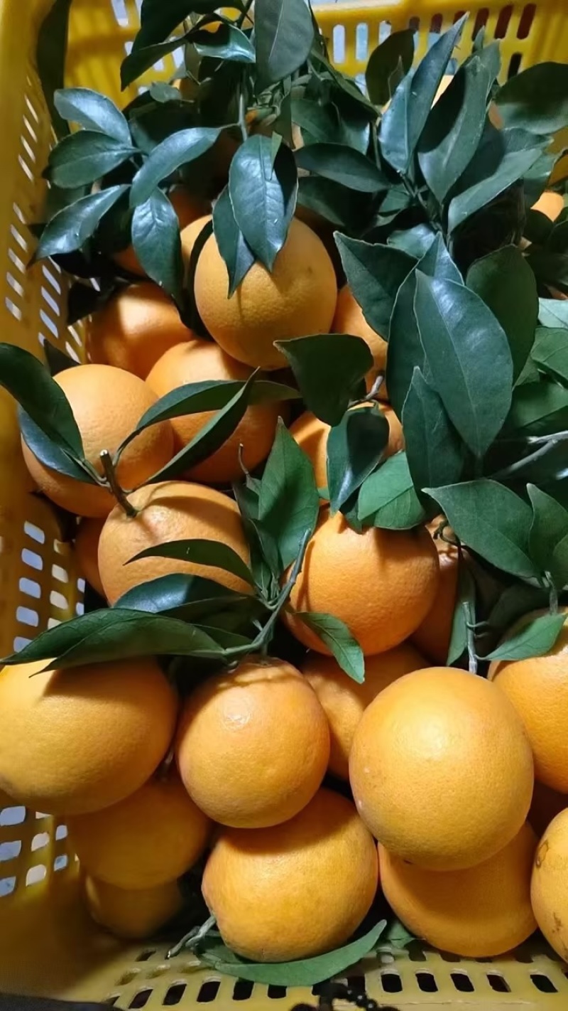 江西精品赣南脐橙一手货源量大从优规格齐全欢迎咨询