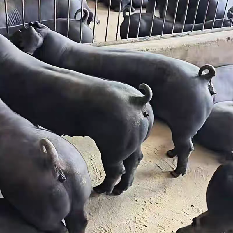 新美系国寿纯种黑杜种公猪母猪新一代黑金刚种公猪小猪活体