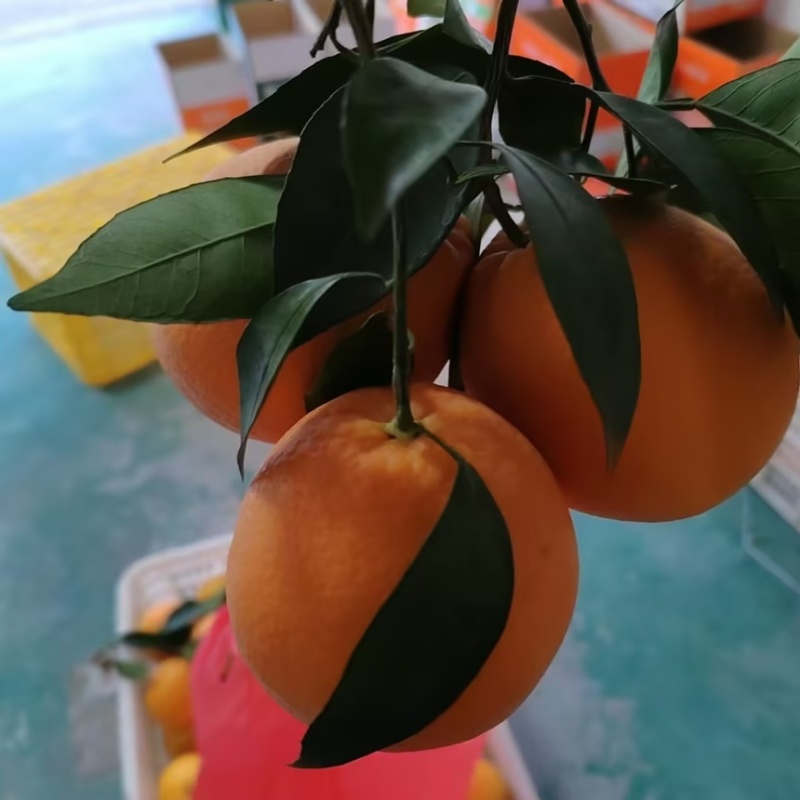 精品赣南脐橙产地直发一手货源质量保证全国发货