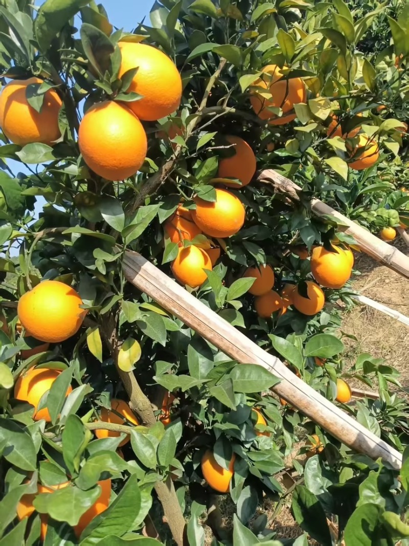 精品赣南脐橙产地直发一手货源质量保证全国发货