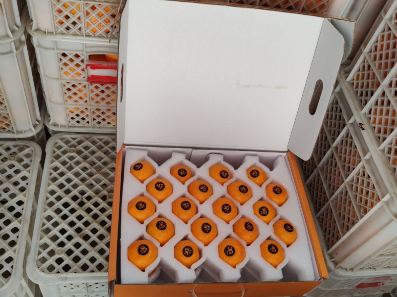 涌泉蜜橘