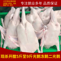 广东黑棕鹅