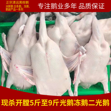 广东黑棕鹅