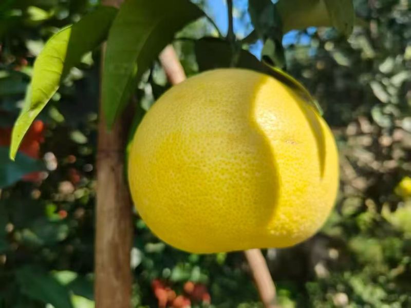 葡萄柚营养丰富，风味独特。果实略带香气，酸甜适中，多汁