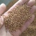 白芥子白芥籽选货颗粒饱满实物实拍量大优惠