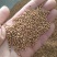 白芥子白芥籽选货颗粒饱满实物实拍量大优惠