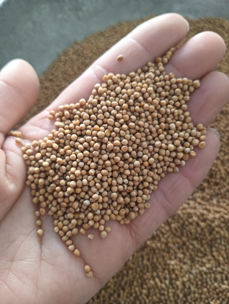 白芥子白芥籽选货颗粒饱满实物实拍量大优惠