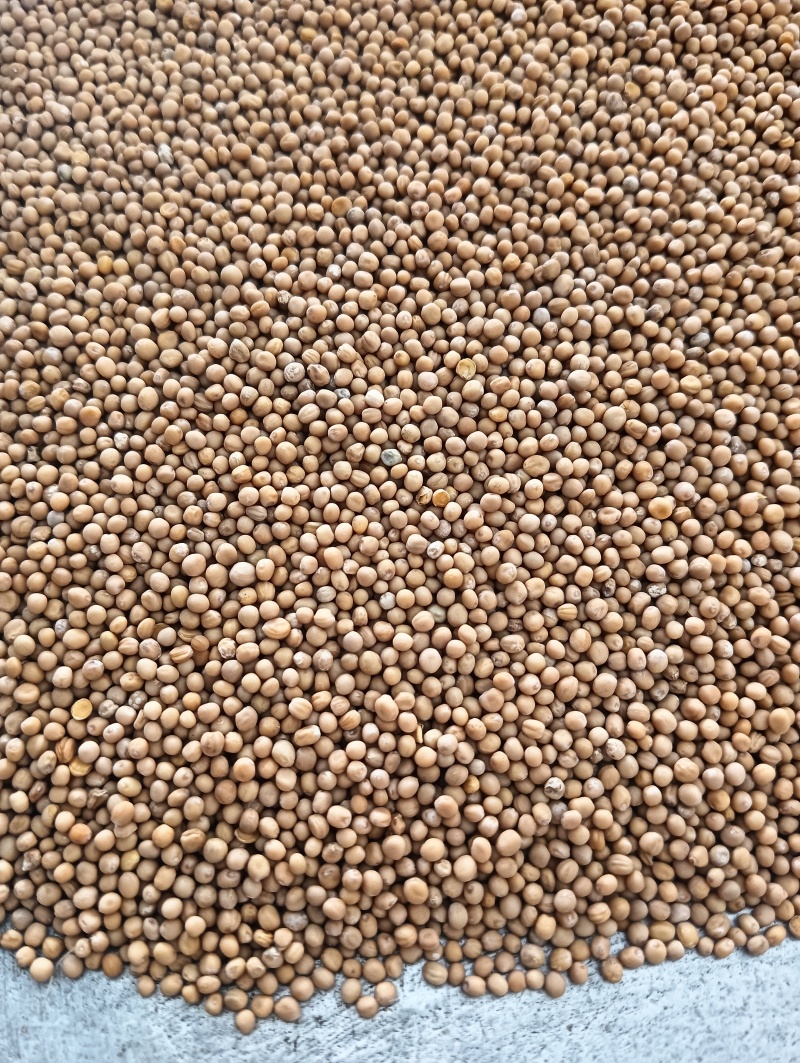 白芥子白芥籽选货颗粒饱满实物实拍量大优惠