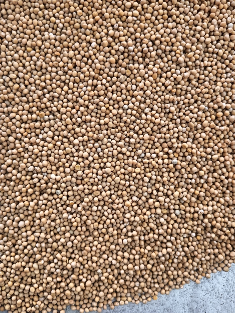 白芥子白芥籽选货颗粒饱满实物实拍量大优惠