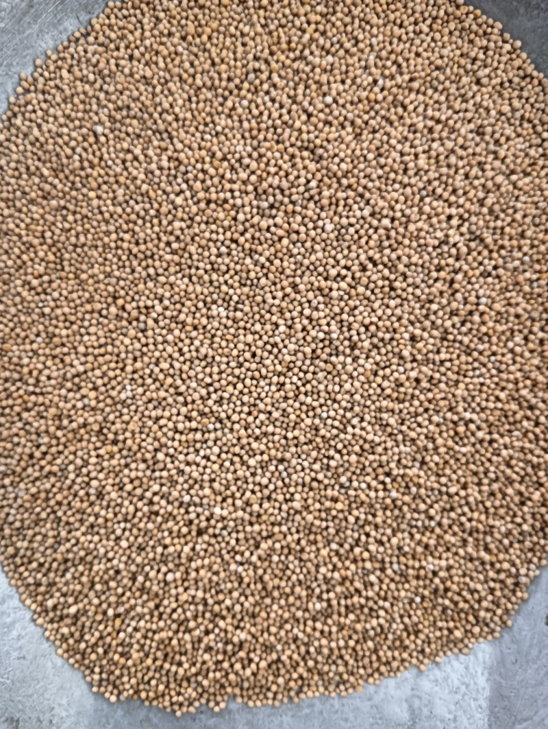 白芥子白芥籽选货颗粒饱满实物实拍量大优惠