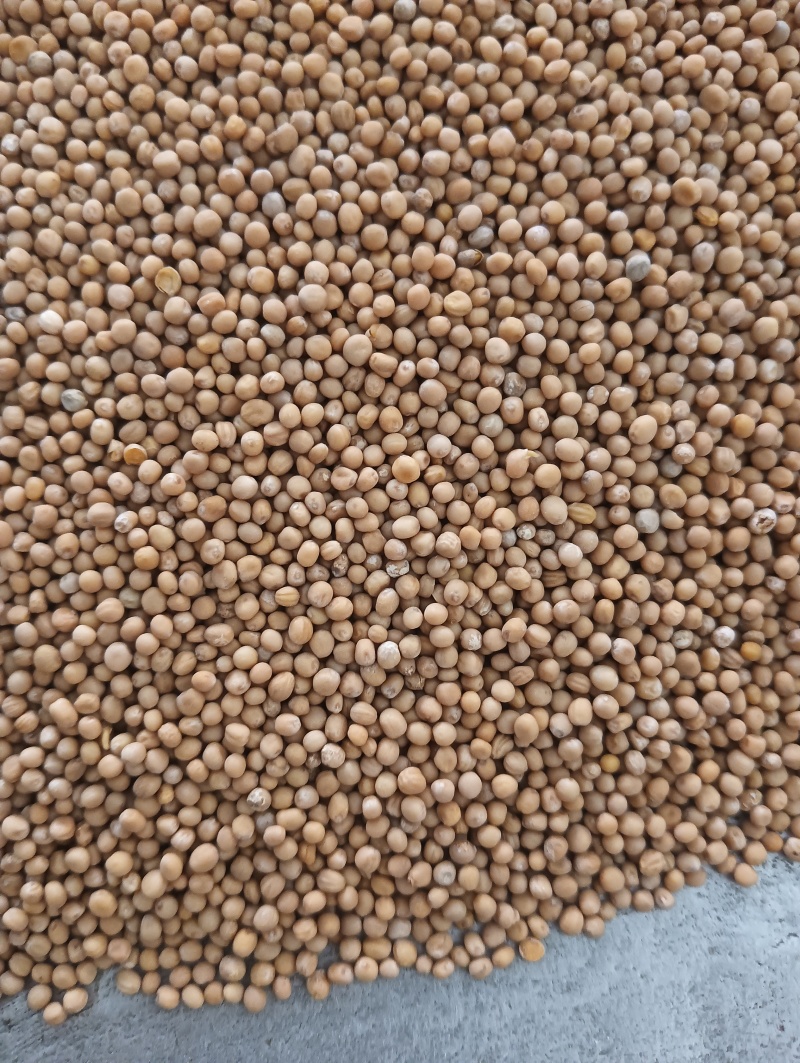 白芥子白芥籽选货颗粒饱满实物实拍量大优惠