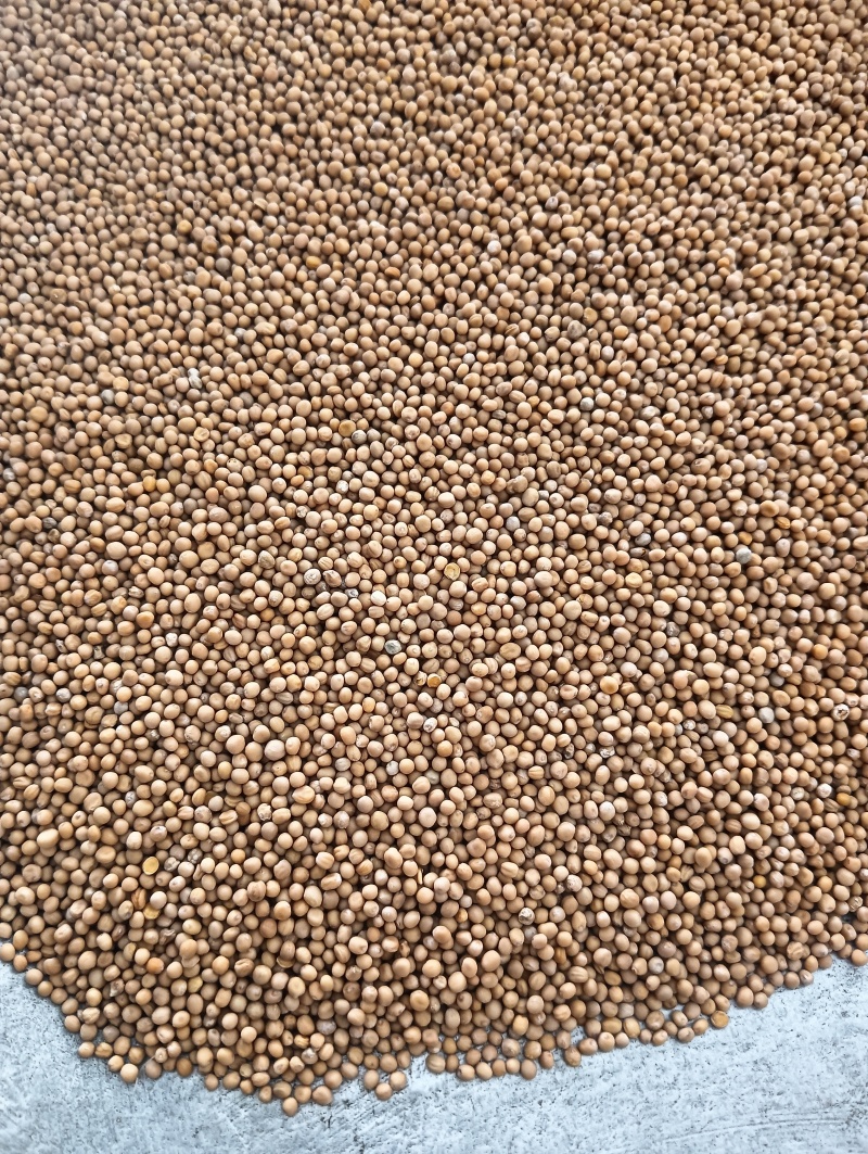 白芥子白芥籽选货颗粒饱满实物实拍量大优惠