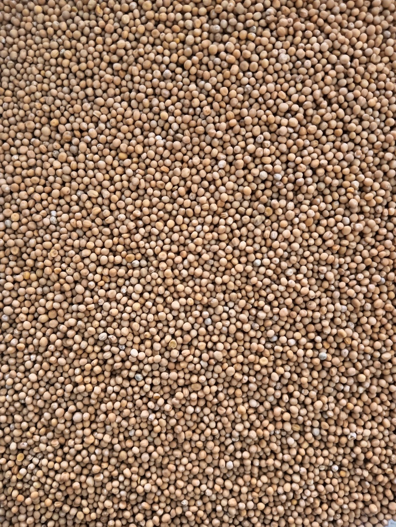 白芥子白芥籽选货颗粒饱满实物实拍量大优惠