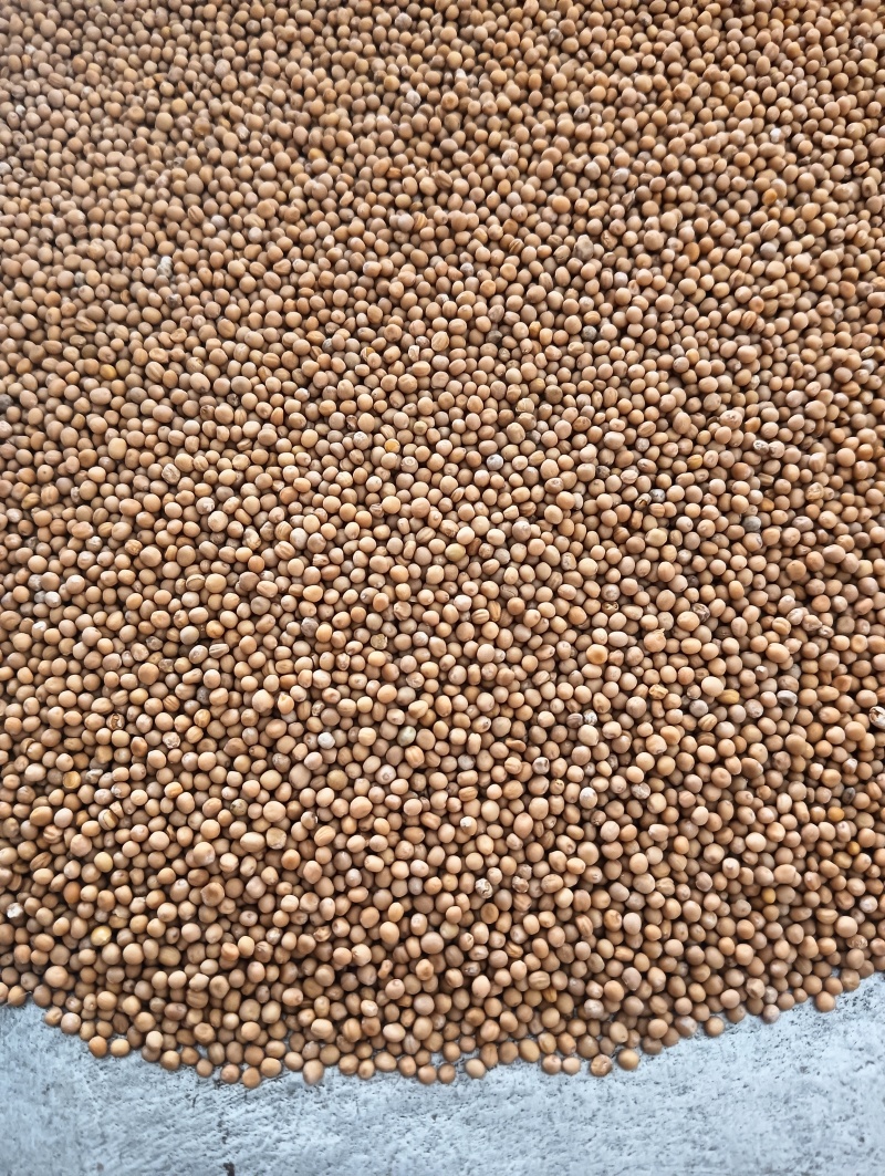 白芥子白芥籽选货颗粒饱满实物实拍量大优惠