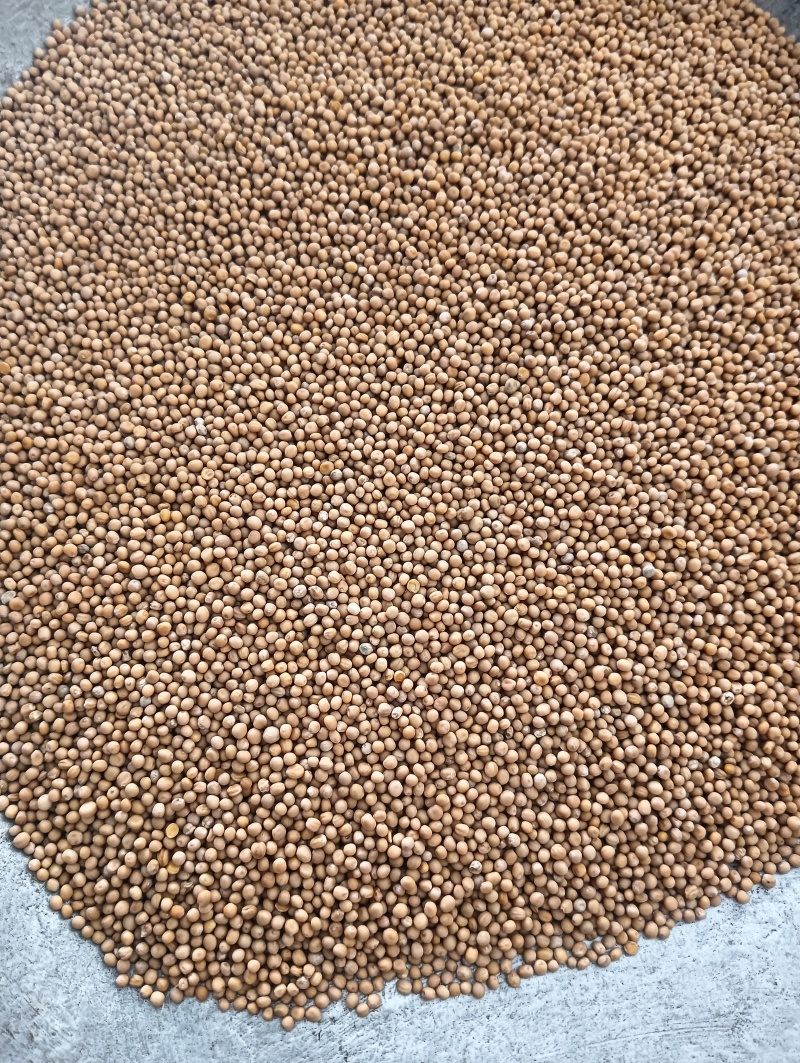 白芥子白芥籽选货颗粒饱满实物实拍量大优惠