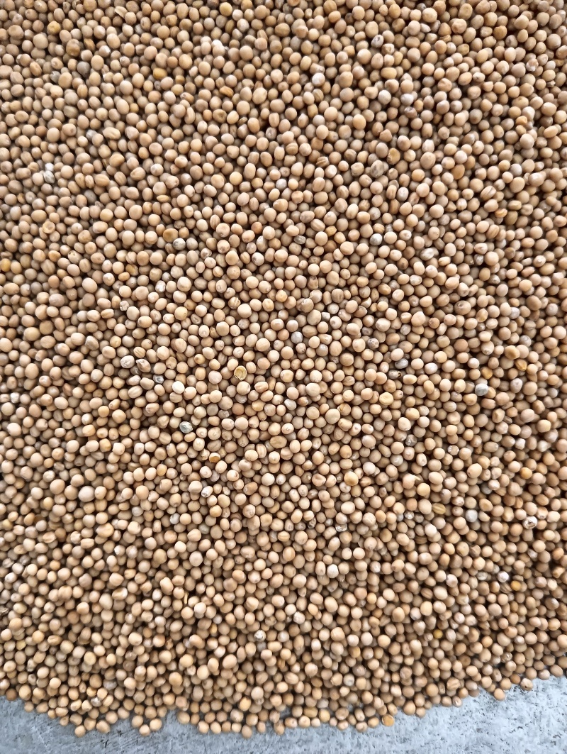 白芥子白芥籽选货颗粒饱满实物实拍量大优惠