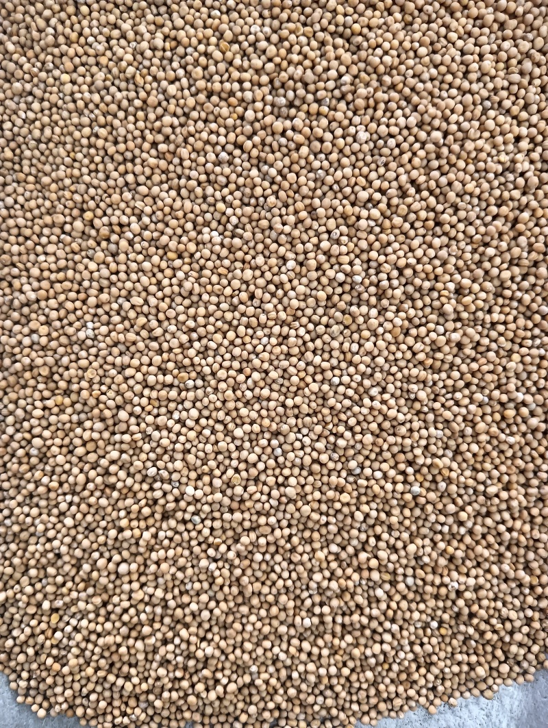 白芥子白芥籽选货颗粒饱满实物实拍量大优惠