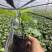 黄金百香果苗
