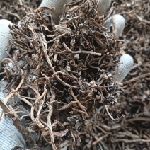 马齿苋马蜂菜实物实拍量大优惠